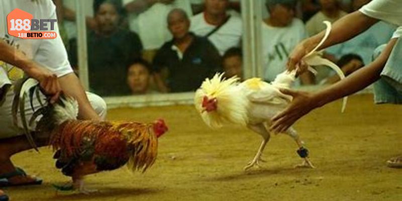 3+ ưu điểm khiến đá gà cựa sắt 188BET thu hút hội viên