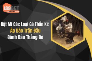 Các Loại Gà Thần Kê Áp Đảo Trận Đấu, Đánh Đâu Thắng Đó