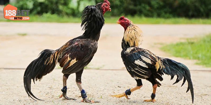 Các loại gà thần kê giỏi khác