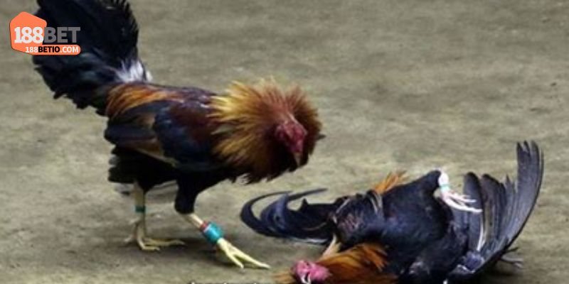 Đá gà cựa sắt mang lại yếu tố bất ngờ
