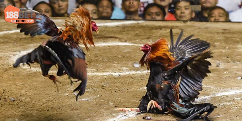 Đôi nét về đá gà Thomo 188Bet