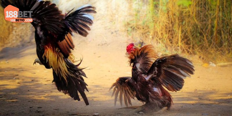 Gà chọi nòi sở hữu sức mạnh không tưởng