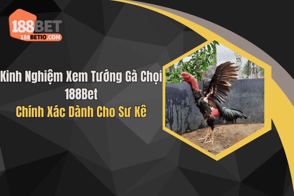 Kinh Nghiệm Xem Tướng Gà Chọi 188Bet Chính Xác Nhất 6 Kinh Nghiệm Xem Tướng Gà Chọi 188Bet Chính Xác