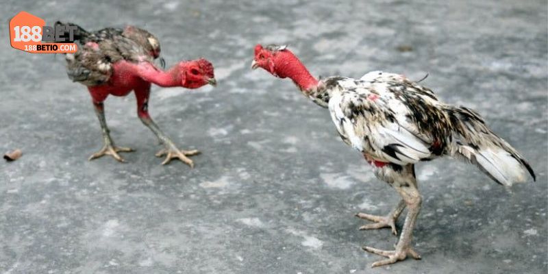 Lý do cần phải có kinh nghiệm xem tướng gà chọi