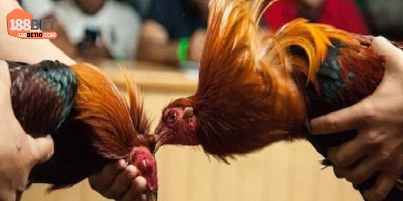 Một số quy định hội viên cần nắm rõ khi tham gia cá cược 188Bet