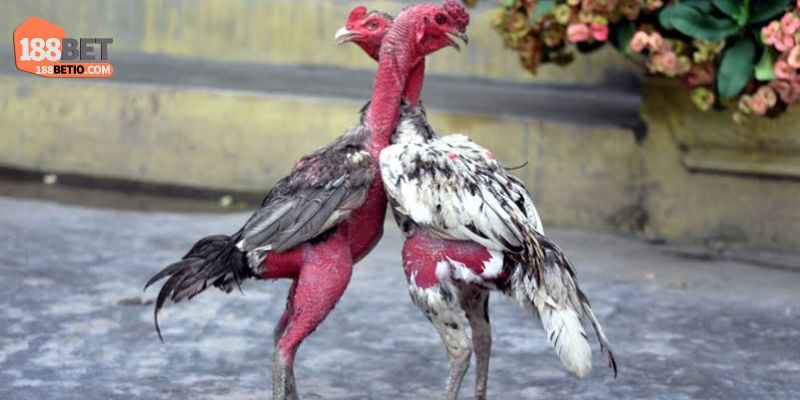 Tổng quan về xem tướng gà chọi